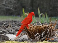 Amanda Geiersbach II