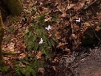 Elisabeth Schlicher I