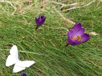 Elisabeth Schlicher II