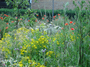 Auch im Schulgarten blühen die Wildblumen