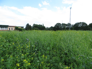 Blühstreifen an der KGS Juni